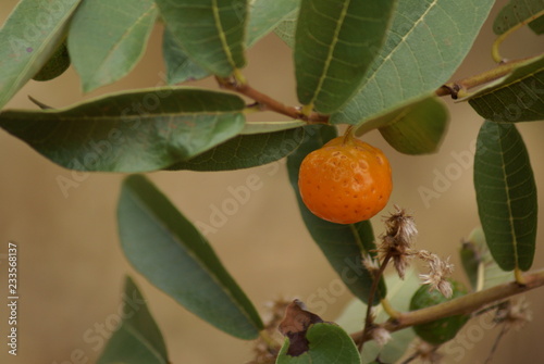 Mama cadela Brosimum gaudichaudii photo
