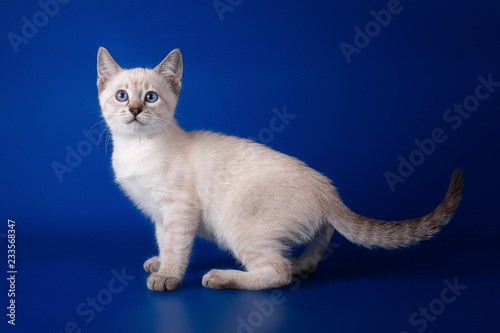 Thai  tabby cat on a blue background © Светлана Федоренко