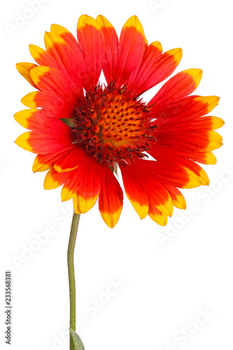 Fototapeta Naklejka Na Ścianę i Meble -  Stem with red and yellow flower of a Gaillardia on white