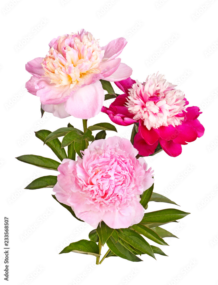 Three red, pink and white peony flowers isolated
