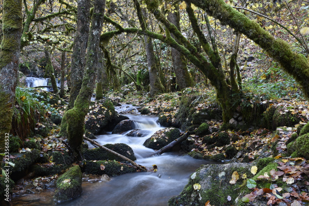 Small mountain river in autumn forest