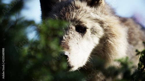 Wild grey wolf scavenging for food outdoor on National Reserve photo