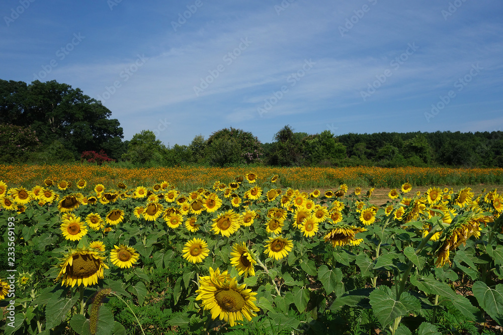 Dix Park sunflowers