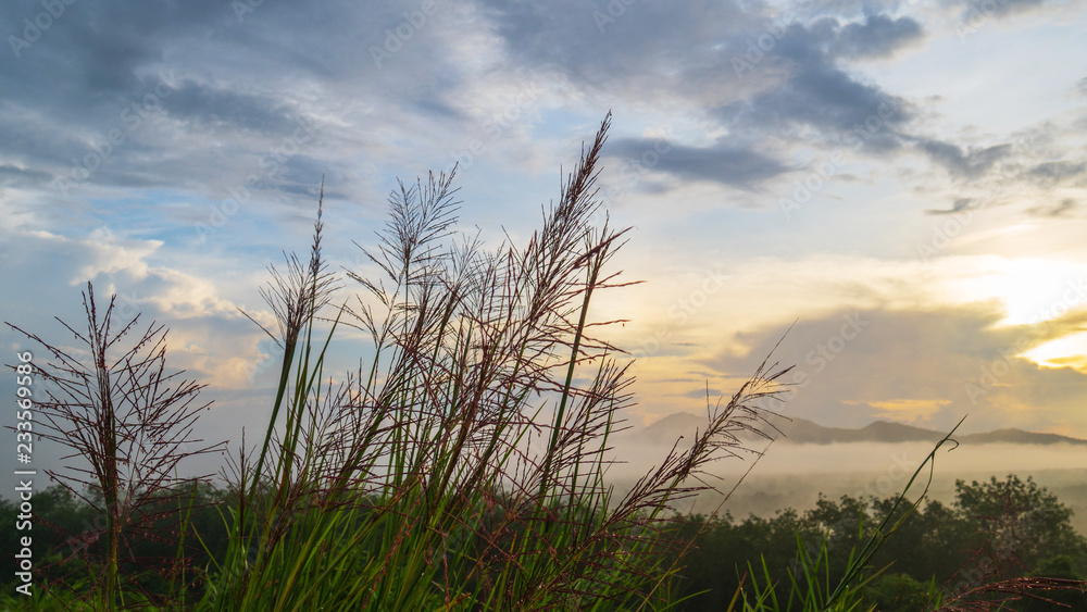 Grasses in the morning and mist.