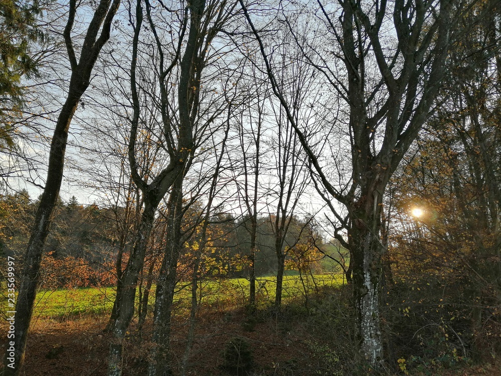 Obraz premium kahle_Bäume