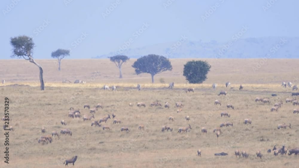 Large groups of Antelope grassing in Maasai Mara triangle
