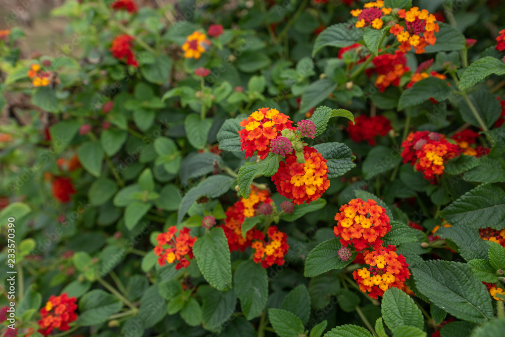 Lantana Camara blossom, selective focus on the flower