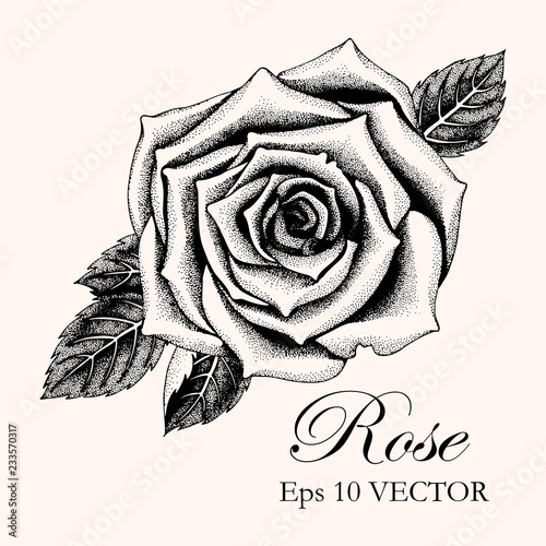 Vector illustration of hand drawn rose with leaves