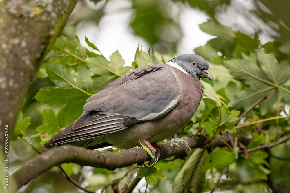 Fototapeta premium Wild wood pigeon (Columba palumbus) sitting on a tree.