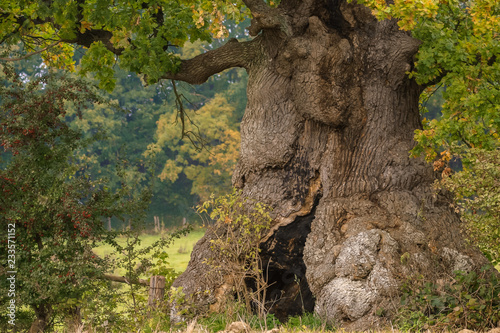 old oak tree © Lars Gieger