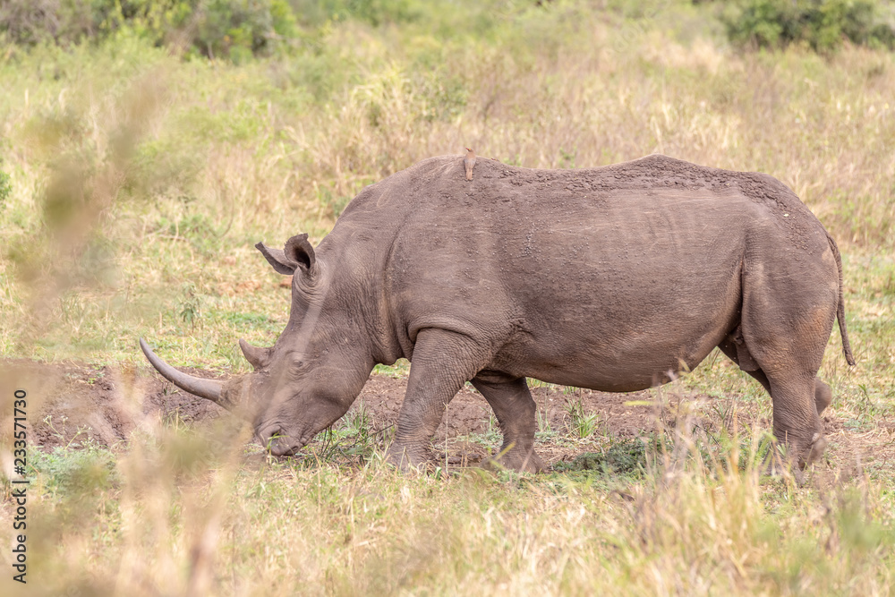 Obraz premium Rhinocéros