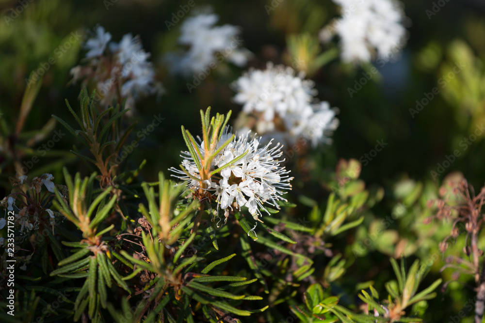 Flowering Rhododendron tomentosum (syn. Ledum palustre) Flowering Rhododendron tomentosum (syn. Ledum palustre)