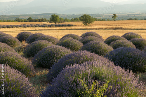 lavender fields Isparta Turkey Kuyucak village photo