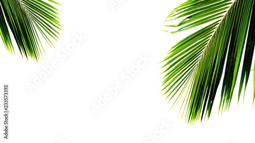 twins palms leaf on white background