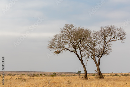 Arbres dans la savane sud africaine