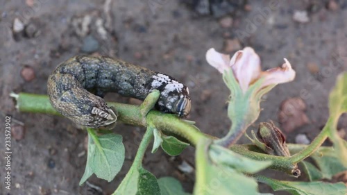 Sphinx of African death on a plant of aubergines.