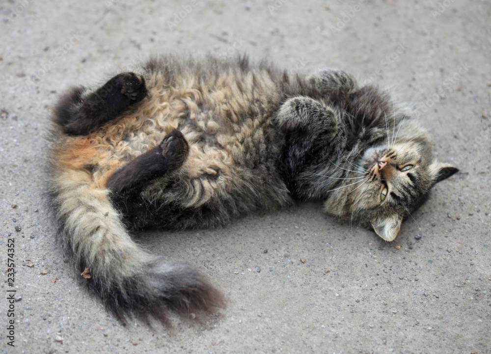 portrait of street wild cat portrait of street wild cat
