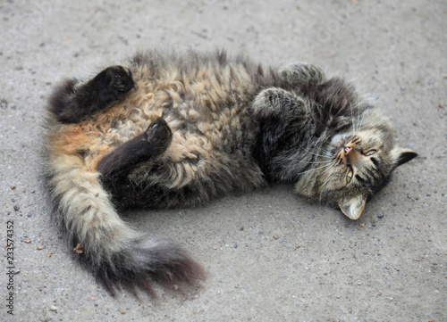 Canvas Print portrait of street wild cat
