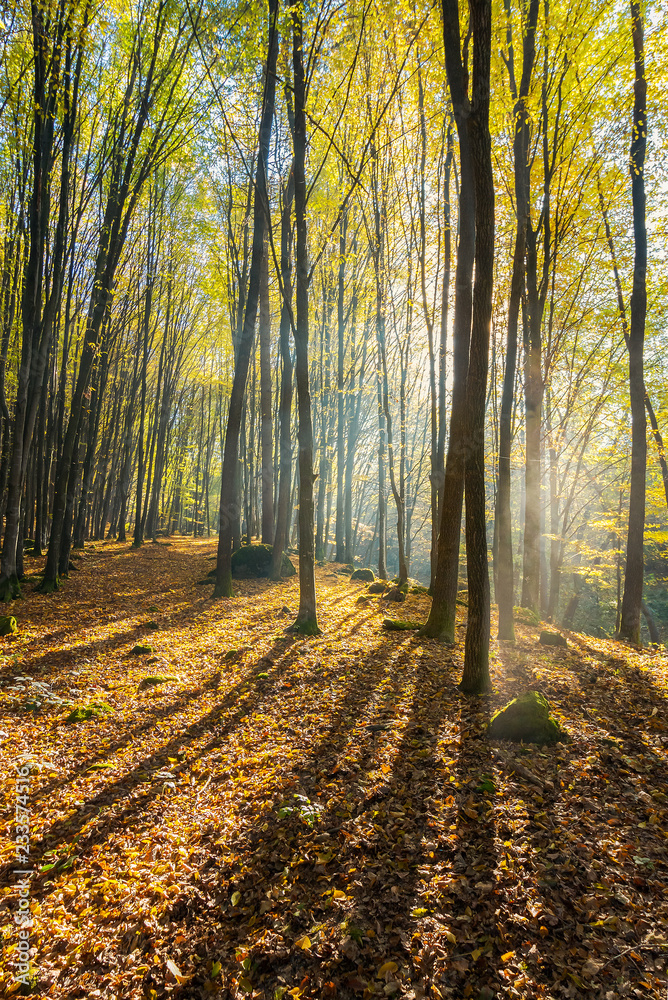 Obraz premium foggy morning in autumn forest. beautiful light through fog among the trees in yellow foliage