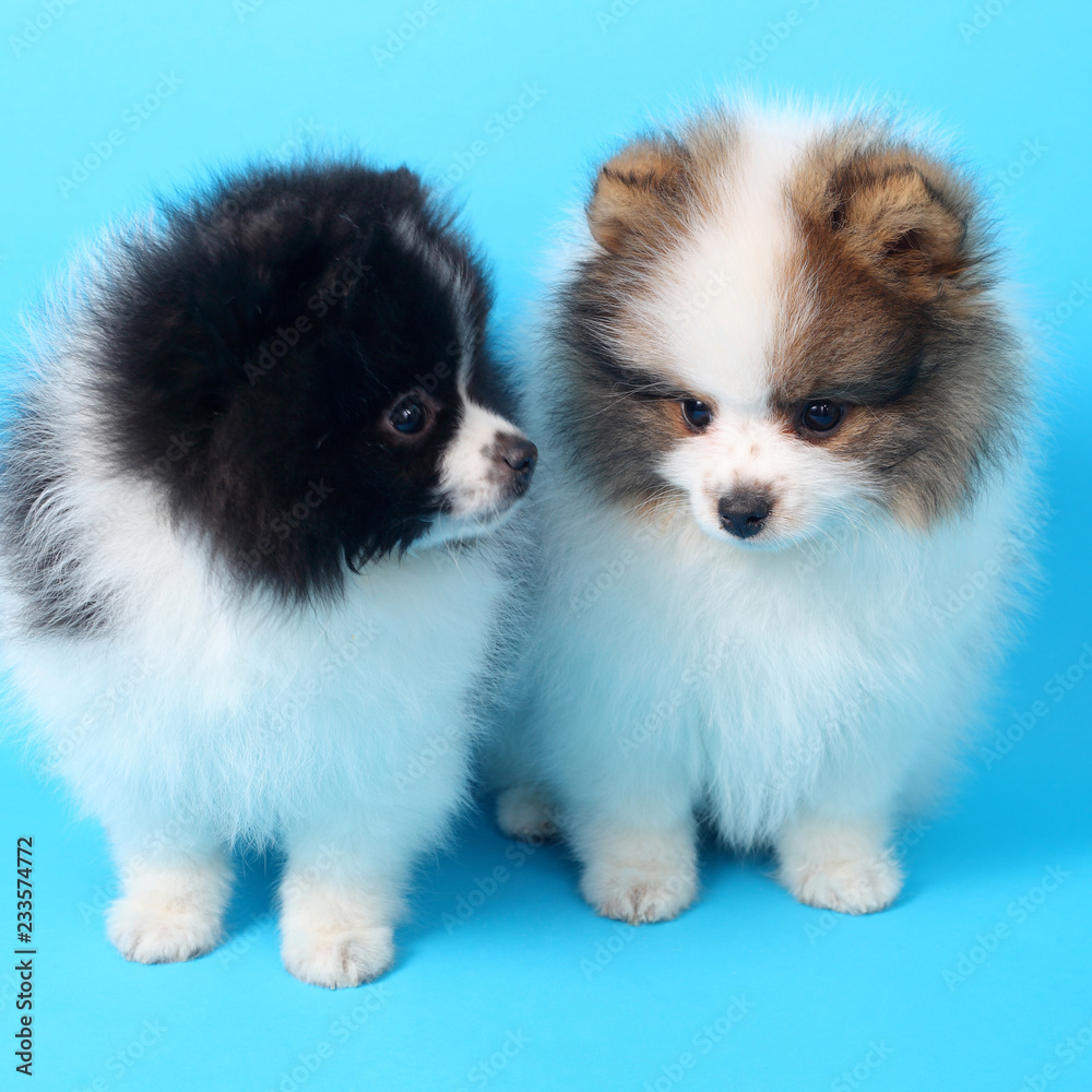 Spitz puppies