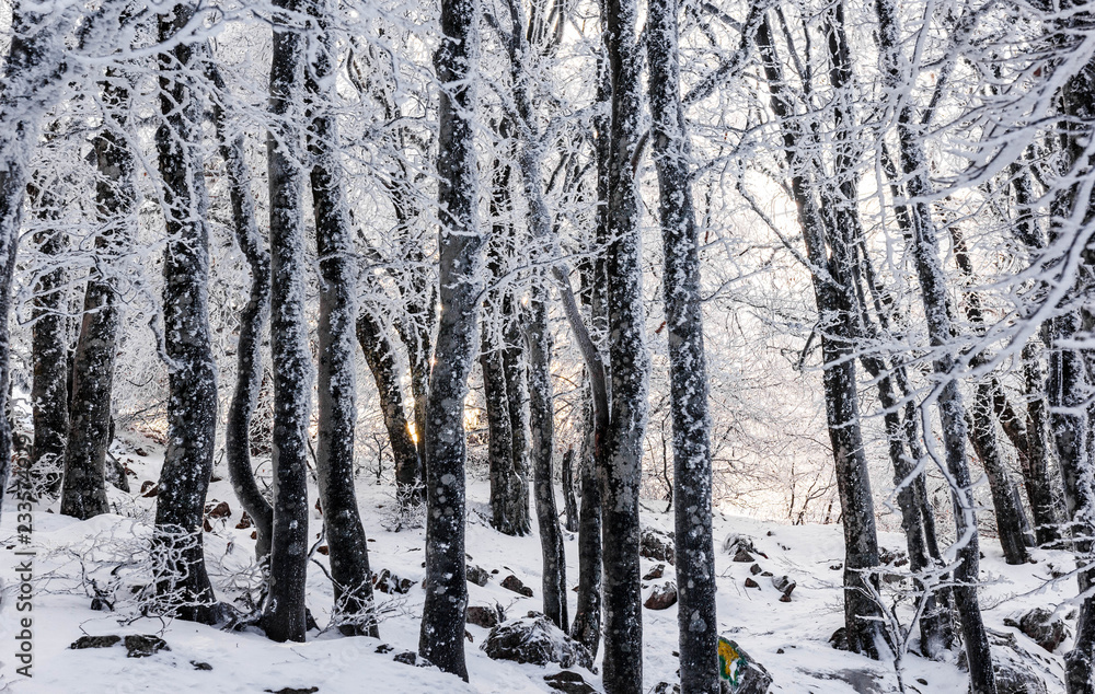 Obraz premium Tree trunks in a snow-covered forest