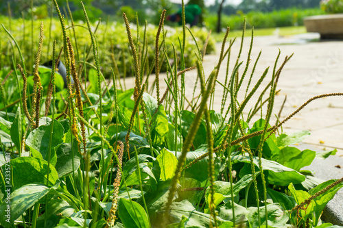 Bilde på lerret Greater Plantain, Waybread (Plantago major L.) tree in the garden