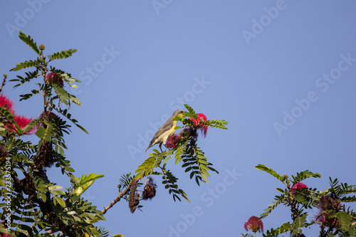 Small bord on Pink flower Powder Puff or Head Powder Puff photo