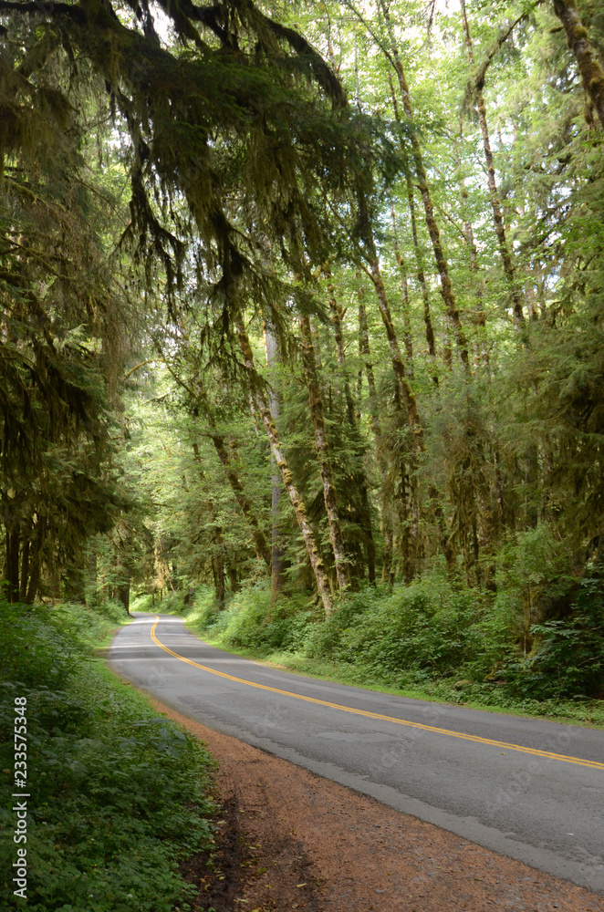Fototapeta premium RAIN FORREST, WASHINGTON STATE