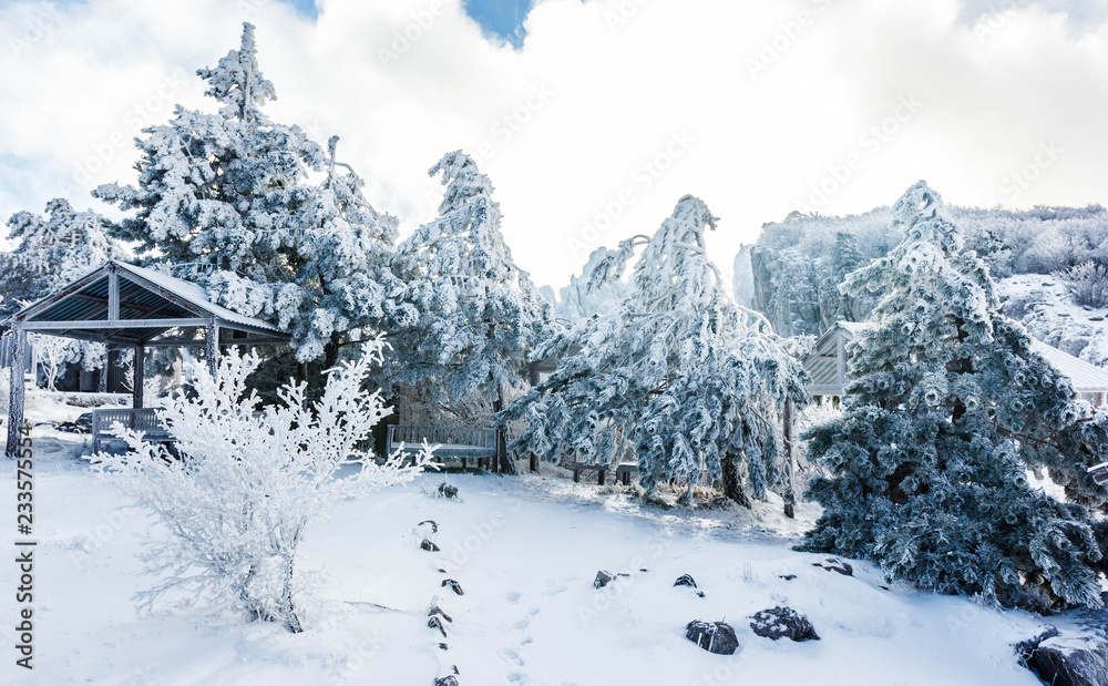 Crimean snowy forest in the mountains