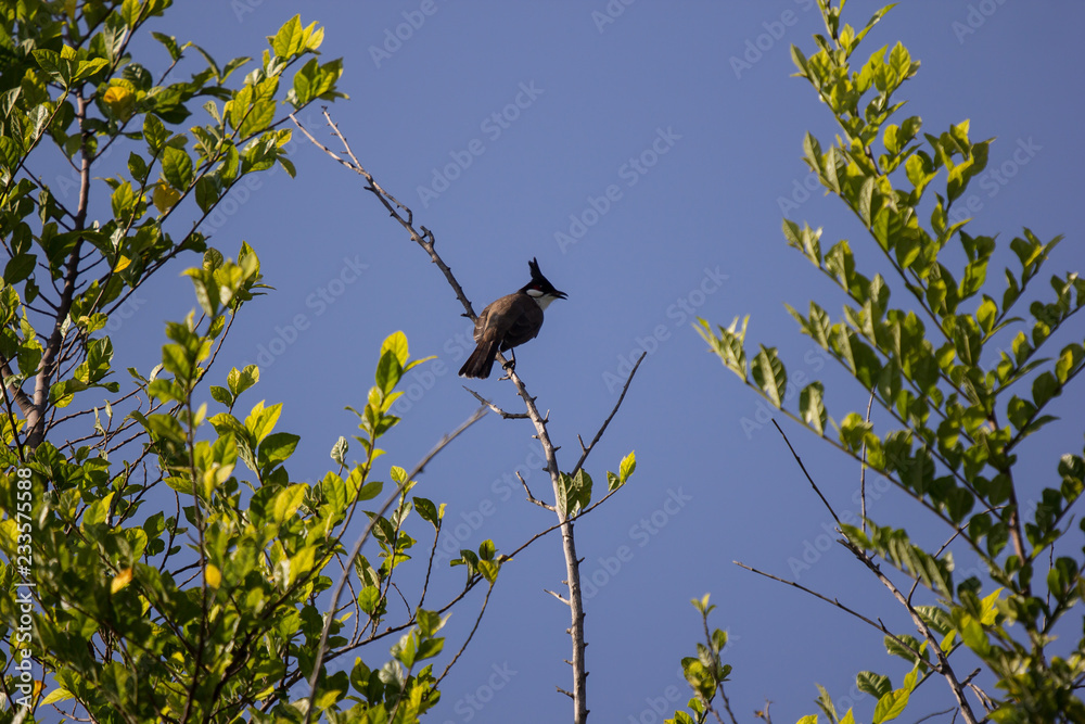 Red whiskered Bulbul Bird on Tree Red whiskered Bulbul Bird on Tree