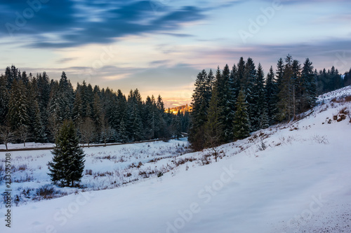 coniferous forest on the snowy hill at sunset. beautiful winter scenery in cold weather conditions. beautiful cloudy sky above the scenery.