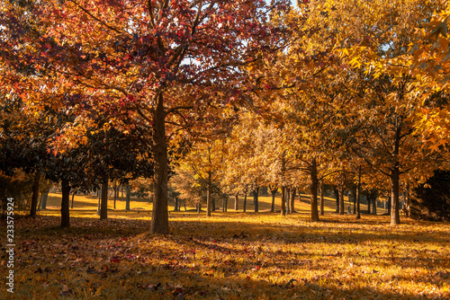 Autumn Colors at Botanic Park, Bursa