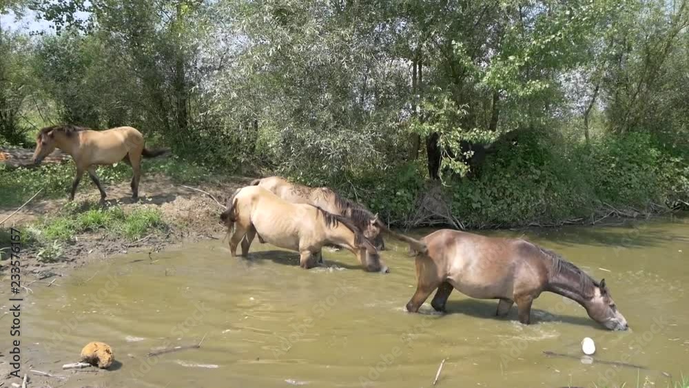 Horses And Buffaloes Swim And Bathe In Dirty River (10 of 10) Horses And Buffaloes Swim And Bathe In Dirty River (10 of 10)