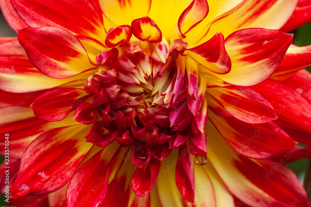 dahlia orange fire dahlia orange fire