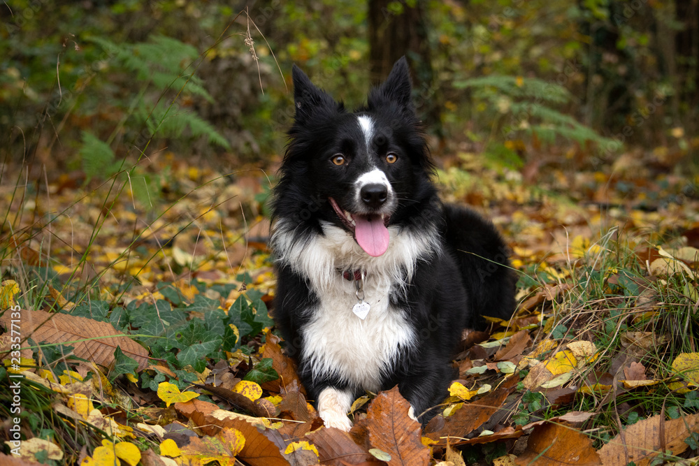 A wonderful border collie puppy plays with his ball in the autumn leaves.