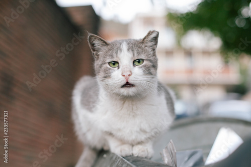 Fotografie Whate gray homeless cat with frostbitten ears outdoors