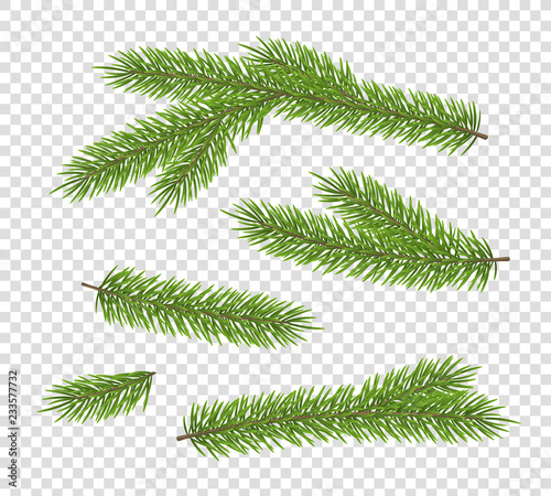 Vector set of fir tree branches for design of holiday card. Collection of 3D realistic pine branches. Symbol of Christmas isolated on transparent background.
