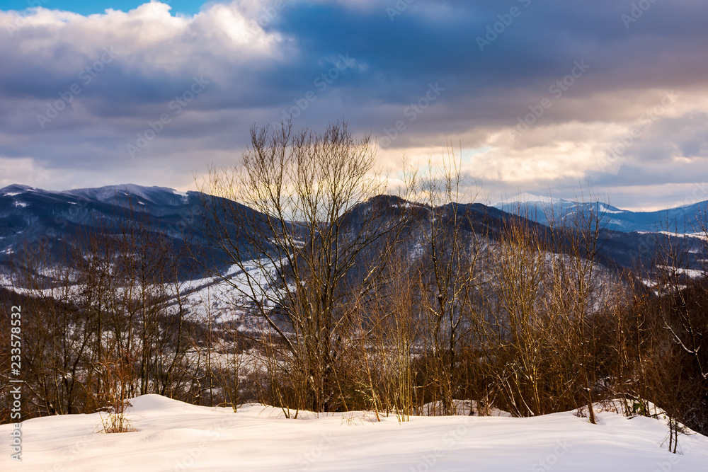 trees on a snowy slope above the valley. gorgeous evening cloudy sky above the ridge. 