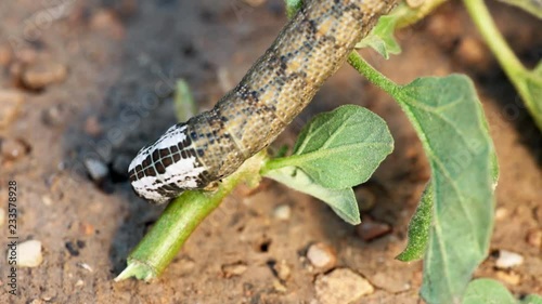 Sphinx of African death on a plant of aubergines.