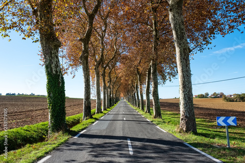 Fototapeta Naklejka Na Ścianę i Meble -  route en ligne droite avec alignement de platanes, bordées de champs labourés, automne, Tarn, Farnce