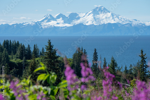 Clear view of Mount Redoubt from Anchor Point Alaska on a sunny day. Fireweed and trees in the foreground photo
