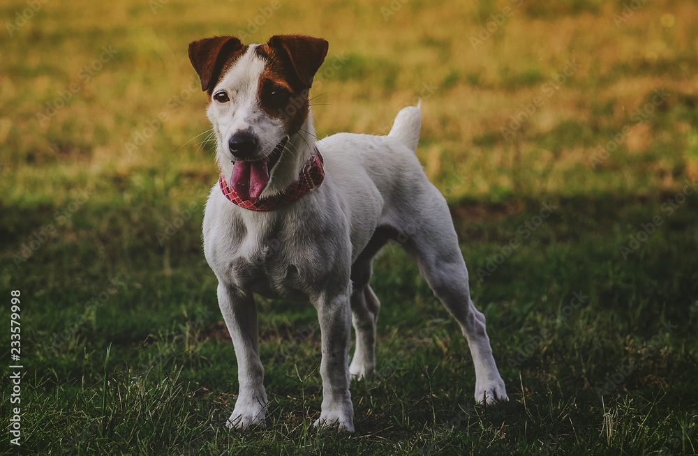 Playful Jack Russell Terrier Standing on grass after playing Playful Jack Russell Terrier Standing on grass after playing