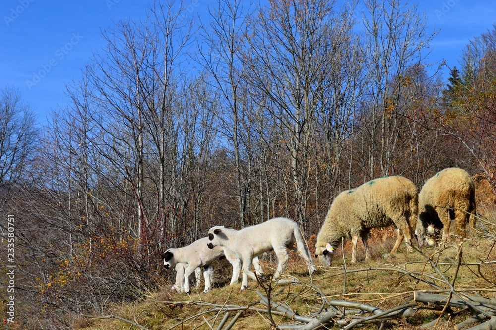 Obraz premium sheep and lambs on a meadow 
