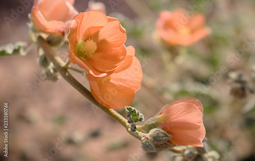 apricot mallow