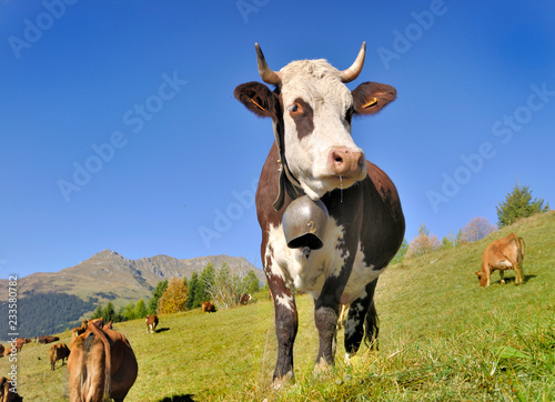 Foto dairy abundance cows wearing a bell in alpine pasture