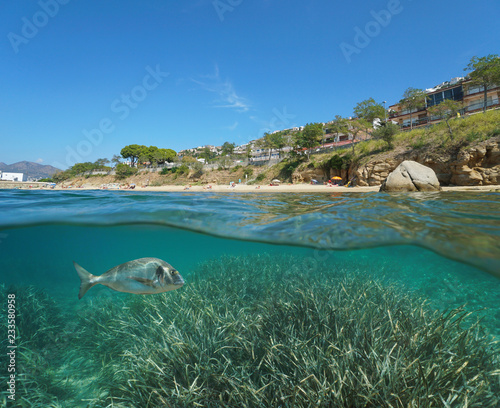 Beach coastline in Roses town and a gilt-head bream fish with seagrass underwater, split view half above and below water surface, Spain, Costa Brava, Mediterranean sea, Catalonia