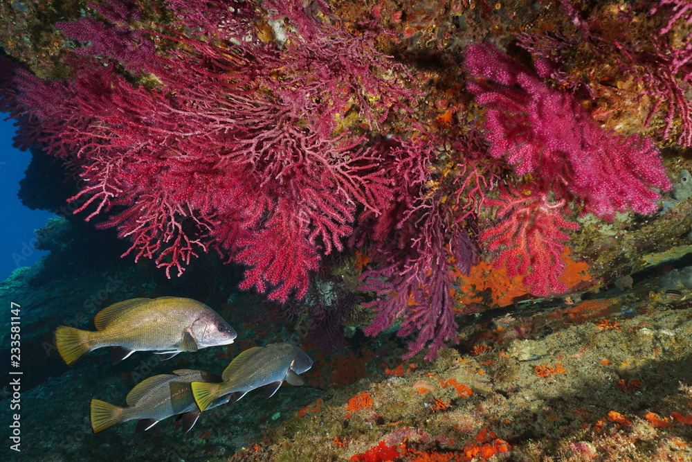 Obraz premium Czerwony gorgoński miękki koral z koralowcami podwodne Morze Śródziemne, Cap de Creus, Costa Brava, Katalonia, Hiszpania