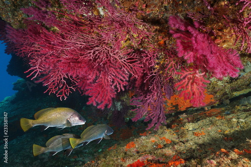 Red gorgonian soft coral with corb fish underwater Mediterranean sea, Cap de Creus, Costa Brava, Catalonia, Spain