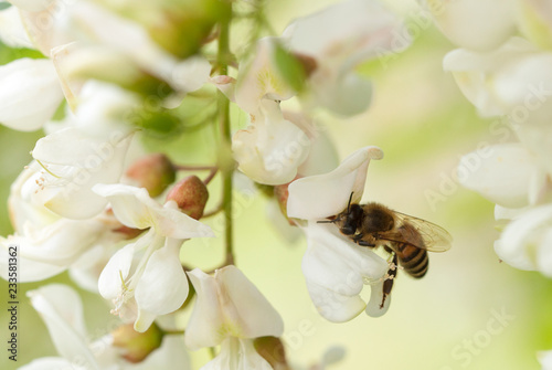 Foto honey bee gathering on white acacia flower