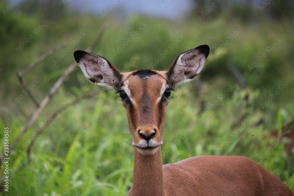 Impala Close-up Impala Close-up